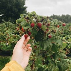 De Lange's Redberry Farm - Pick raspberries