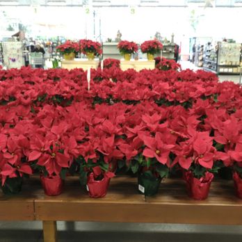 The Garden Factory - More than enough "Poinsettias". Both red and yellow. - Nurseries & Gardening Near Me - Rochester, New York