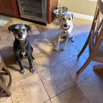 Groom & Board - The after Groom and Board experience - they look the best ever! - Pet Groomers Near Me - Placentia, California Groom & Board - The after Groom and Board experience - they look the best ever! - Pet Groomers Near Me - Placentia, California