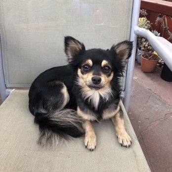 Paw Prints Salon - Before - Pet Groomers Near Me - Union City, California