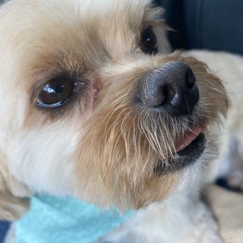 Love On A Leash - Pet Groomers Near Me - Katy, Texas Love On A Leash - Pet Groomers Near Me - Katy, Texas
