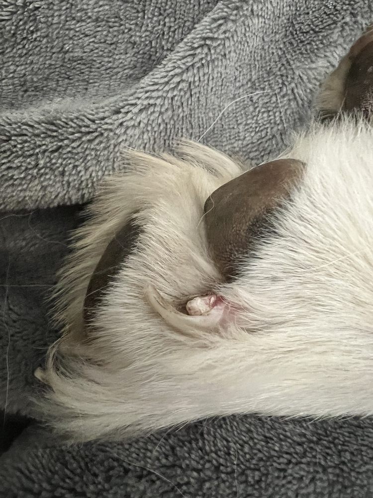 PINE MEADOW VETERINARY HOSPITAL Updated September 2024 13 Photos