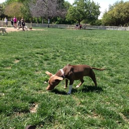 Sophie at the dog park Sophie at the dog park