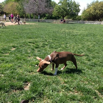Meadows Dog Park - Sophie at the dog park - Dog Parks Near Me - Dallas, Texas Meadows Dog Park - Sophie at the dog park - Dog Parks Near Me - Dallas, Texas