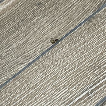 Wendy's - Yucky bee still siting here in the floor in the middle of winter - Burgers Near Me - Centerville, Ohio Wendy's - Yucky bee still siting here in the floor in the middle of winter - Burgers Near Me - Centerville, Ohio