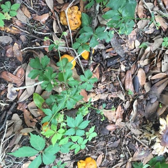 Barataria Preserve - Chanterelles in da swamp!!!! - Parks Near Me - Marrero, Louisiana Barataria Preserve - Chanterelles in da swamp!!!! - Parks Near Me - Marrero, Louisiana