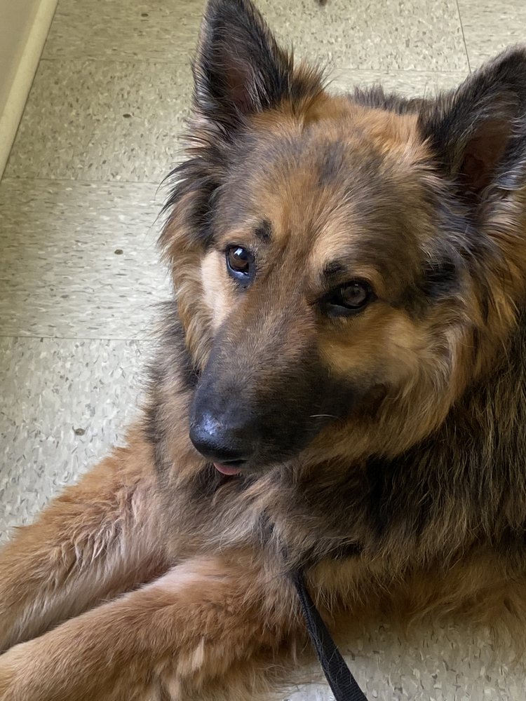 CASHUA VETERINARY CARE 30 Photos 1310 S Cashua Dr, Florence, SC Yelp