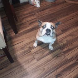 Guilford County Animal Shelter
