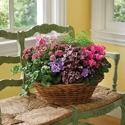Town & Country Greenhouse