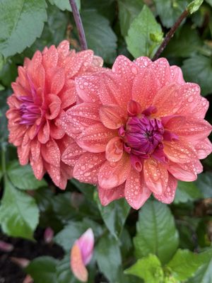 Volunteer Park by null