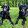 Photo of Tail Wagging Walks