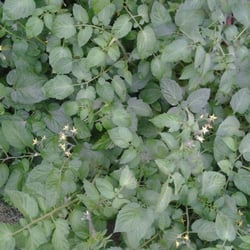 OB Farm - Tomatoes