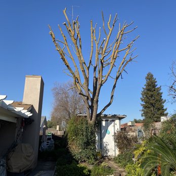 Adolph's A-1 Tree Service A Partnership - After - Tree Services Near Me - Fresno, California