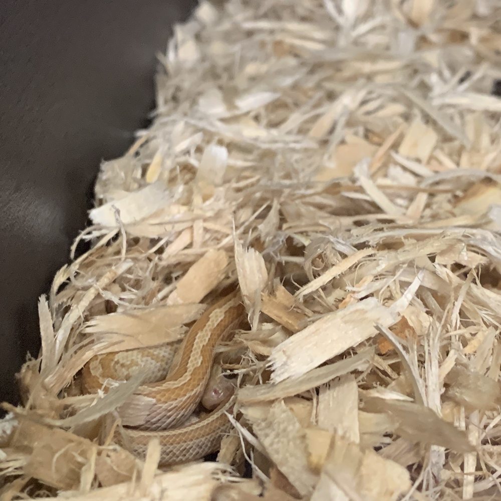 Beast Pets & Supplies - Topaz Tessera Corn snake - Reptile Shops Near Me - Spring Valley, California Beast Pets & Supplies - Topaz Tessera Corn snake - Reptile Shops Near Me - Spring Valley, California