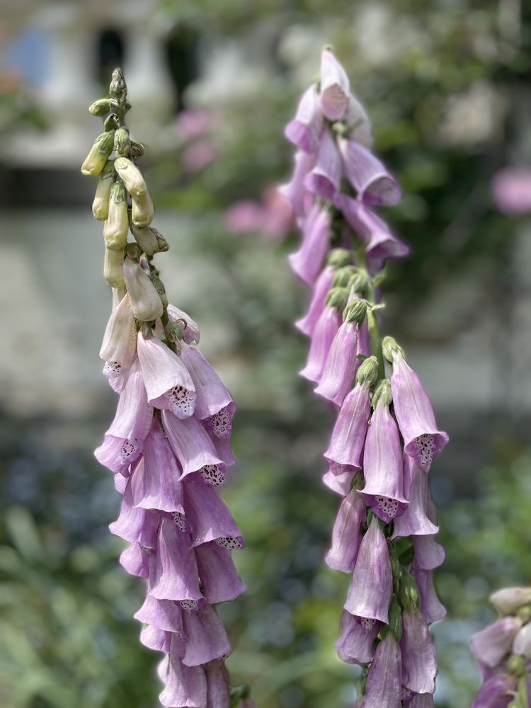 Spadina Historic House Museum