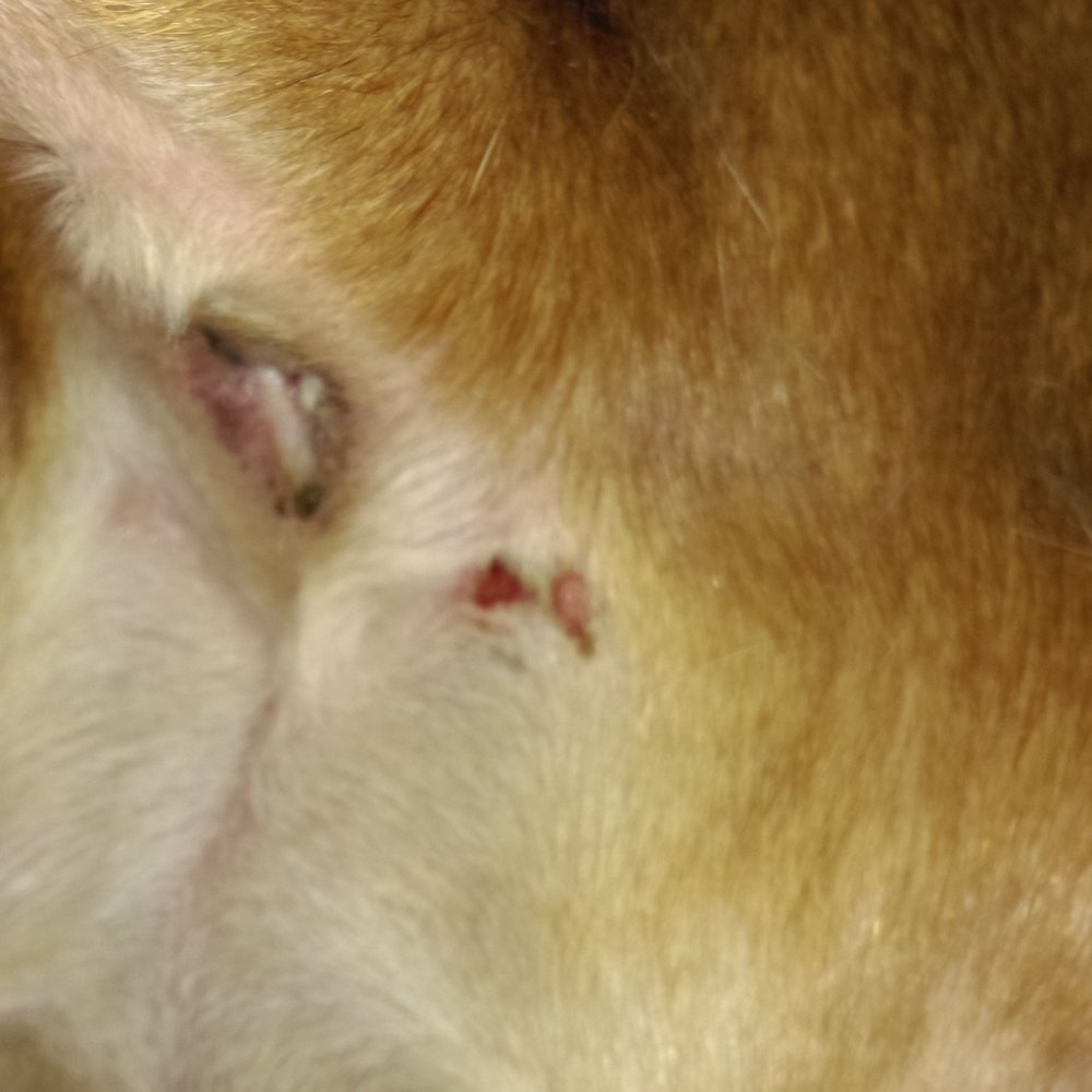 PetSmart - Injuries from the stay at the PetsHotel from 9/14/15 thru 9/19/15 (3 of 3) - Pet Stores Near Me - Puyallup, Washington PetSmart - Injuries from the stay at the PetsHotel from 9/14/15 thru 9/19/15 (3 of 3) - Pet Stores Near Me - Puyallup, Washington