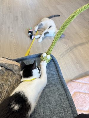 Meows Rakuen by null