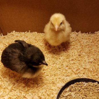 Wes's Pets & Feeds - Chicks first time home - Pet Stores Near Me - El Monte, California