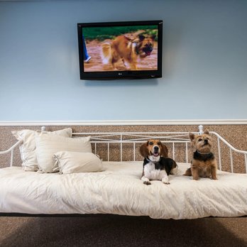 Williamsburg Pet Hotel & Suites - cute dogs happy and relaxing together at boarding. - Pet Groomers Near Me - Ballwin, Missouri Williamsburg Pet Hotel & Suites - cute dogs happy and relaxing together at boarding. - Pet Groomers Near Me - Ballwin, Missouri