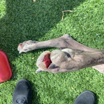 A-VIP Pet Resort - Pet Boarding Near Me - Las Vegas, Nevada