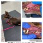 Photo of Kalba Dog Services