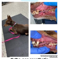 Kalba Dog Services