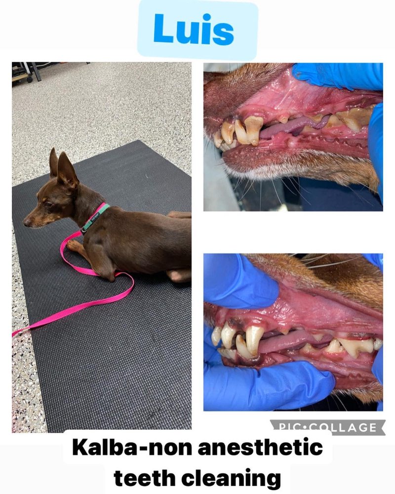 Kalba Dog Services - pet boarding facility in Hollywood, FL
