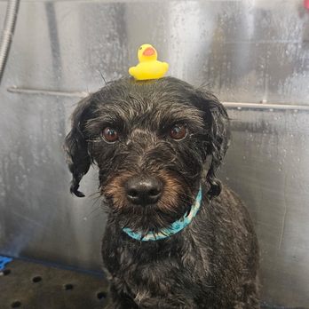 Posh Pooch - Bath time! - Pet Groomers Near Me - Seal Beach, California Posh Pooch - Bath time! - Pet Groomers Near Me - Seal Beach, California