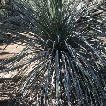Moorten Botanical Garden - Nurseries & Gardening Near Me - Palm Springs, California Moorten Botanical Garden - Nurseries & Gardening Near Me - Palm Springs, California