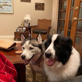Balanced Companions - Pet Training Near Me - Ventura, California Balanced Companions - Pet Training Near Me - Ventura, California