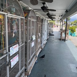 Sun and Surf Beach Shop - They also have a collection of rescued exotic birds.