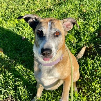 LA Pet Space - Luna looking very cute! - Dog Walkers Near Me LA Pet Space - Luna looking very cute! - Dog Walkers Near Me