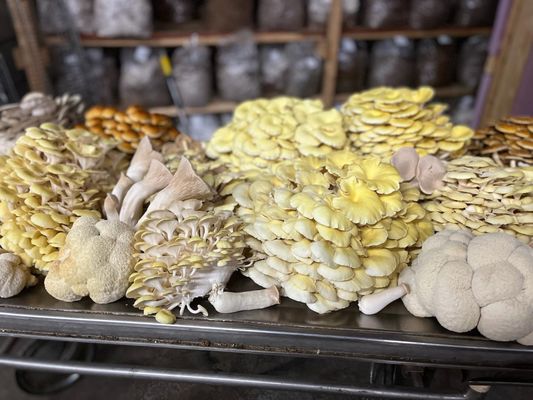 Old Beach Farmers Market by null