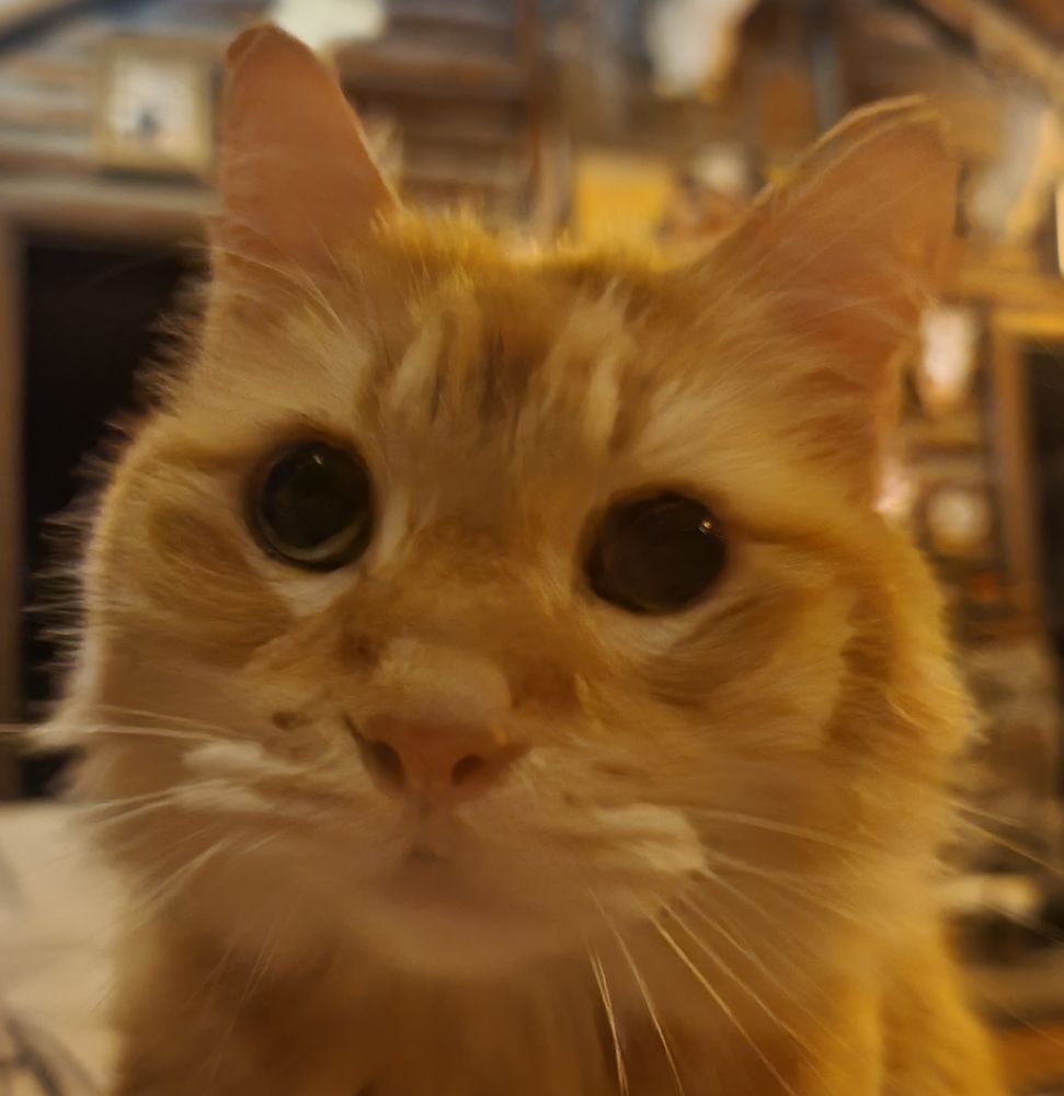 CATLITTERBUG Updated May 2024 Request Information Mineola, Texas