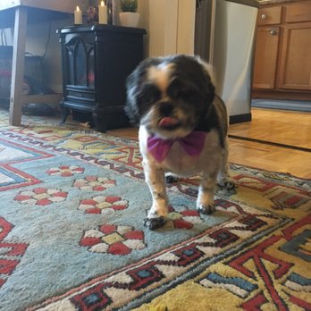 Dog Friendly Grooms - Pet Groomers Near Me - Ridgewood, New York