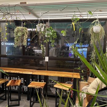 Rustle & Still Café - Coffee & Tea Near Me - Toronto, Ontario Rustle & Still Café - Coffee & Tea Near Me - Toronto, Ontario