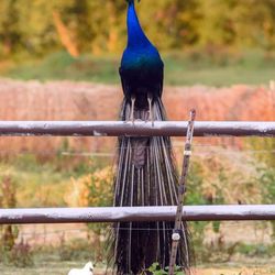 Laytons RVF - One of the peacocks