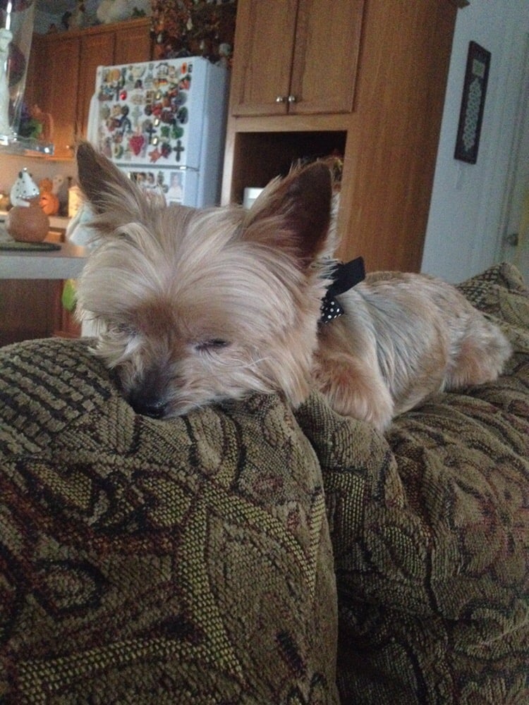 CECI’S PET GROOMING & SUPPLIES Updated August 2024 3904 Salinas Ave