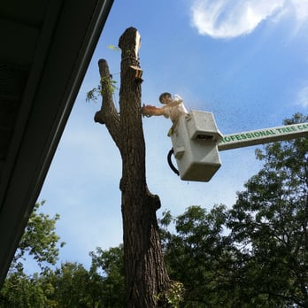 Arborgreen Tree Service - Tree Services Near Me - Evanston, Illinois Arborgreen Tree Service - Tree Services Near Me - Evanston, Illinois