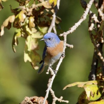 Rancho San Antonio Preserve - Eastern bluebird - Parks Near Me - Los Altos, California Rancho San Antonio Preserve - Eastern bluebird - Parks Near Me - Los Altos, California