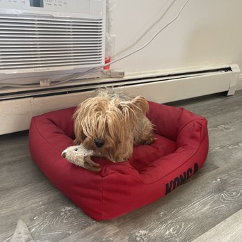 Head to Tail - Rumba before grooming. - Pet Stores Near Me - Cliffside Park, New Jersey