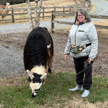 Divine Llama Vineyard - Wineries Near Me - East Bend, North Carolina