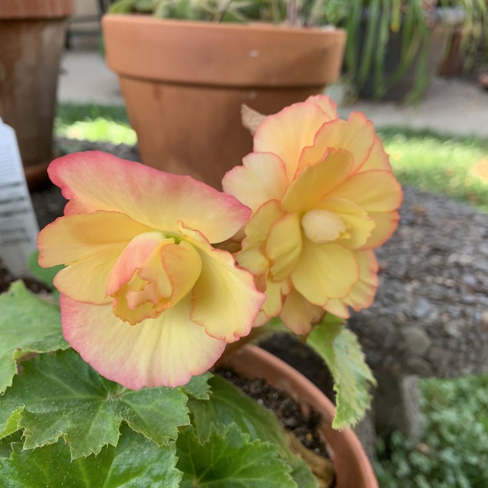 Tracy's Nursery and Gardens - Begonias - Nurseries & Gardening Near Me - Tracy, California