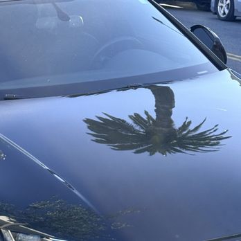 Eternal Glo Studios - The hood of a black Audi A7 reflecting a palm tree in the sunlight. - Auto Detailing Near Me - Newport Beach, California