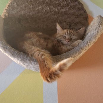 The Cat Cafe - Coffee & Tea Near Me - San Diego, California The Cat Cafe - Coffee & Tea Near Me - San Diego, California