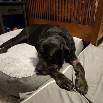 Village Veterinary Clinic - Resting on his favorite bed, taking his recovery very seriously - Veterinarians Near Me - Hamburg, New York Village Veterinary Clinic - Resting on his favorite bed, taking his recovery very seriously - Veterinarians Near Me - Hamburg, New York