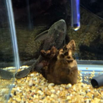 Richmond Aquarium - Aquarium Services Near Me - NORTH CHESTERFIELD, Virginia Richmond Aquarium - Aquarium Services Near Me - NORTH CHESTERFIELD, Virginia