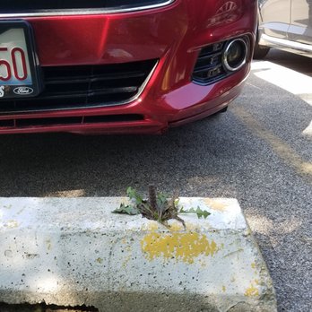 Jelly Cafe - Negligent parking lot barrier - Breakfast & Brunch Near Me - Palatine, Illinois
