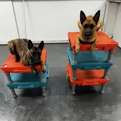 Woofs and Wags Pet lodge Giftly Beautiful Gift Card Alternative