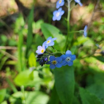 Joaquin Miller Park - Forget me not :) - Parks Near Me - Oakland, California
